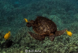 Turtle Spa.  Big Island, Hawaii. by Bill Arle 